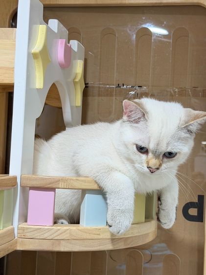 หนุ่มน้อย บริติซ ชอทเเฮร์ รูปที่ 4