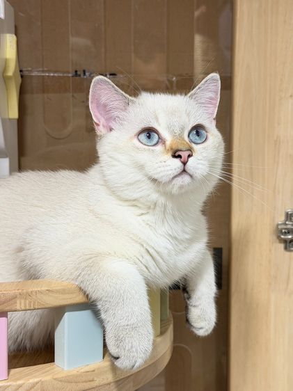 หนุ่มน้อย บริติซ ชอทเเฮร์ รูปที่ 5