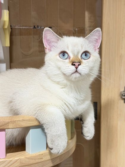 หนุ่มน้อย บริติซ ชอทเเฮร์ รูปที่ 11