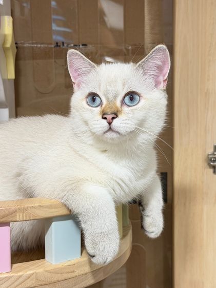 หนุ่มน้อย บริติซ ชอทเเฮร์