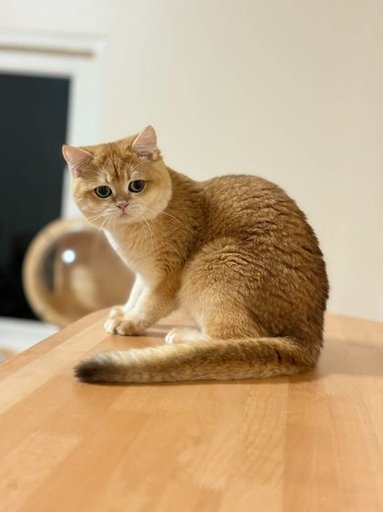 หนุ่มบริติซ ชอทเเฮร์ รูปที่ 7