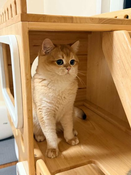 หนุ่มบริติซ ชอทเเฮร์ รูปที่ 3