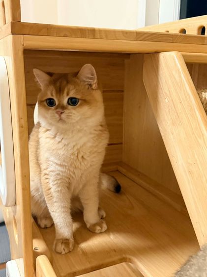 หนุ่มบริติซ ชอทเเฮร์ รูปที่ 4