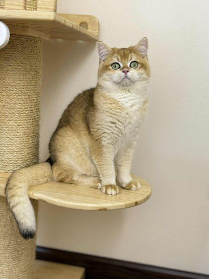 หนุ่มบริติซ ชอทเเฮร์ รูปที่ 6