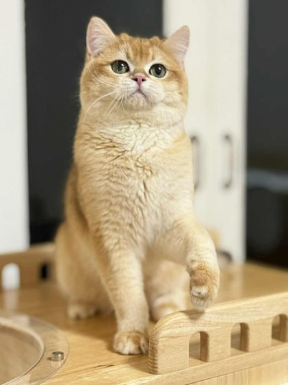 หนุ่มบริติซ ชอทเเฮร์ รูปที่ 8