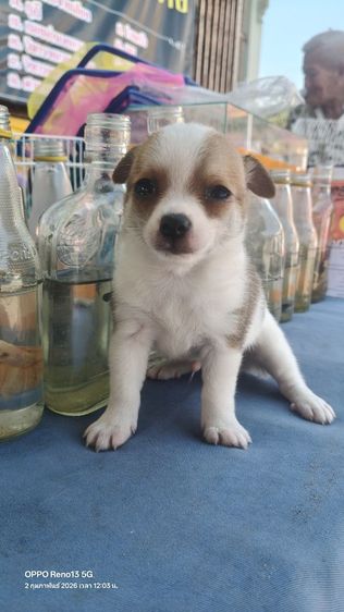 ชิวาว่า พันธุ์จิ๋ว  รูปที่ 5