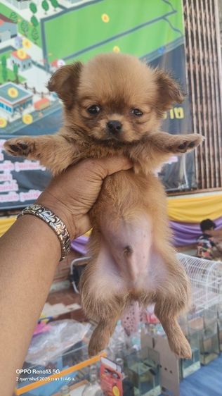 ชิวาว่า พันธุ์จิ๋ว  รูปที่ 2