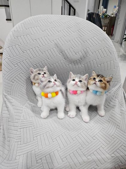 ขายแมวบริติส ราคาแบ่งเลี้ยง รูปที่ 2