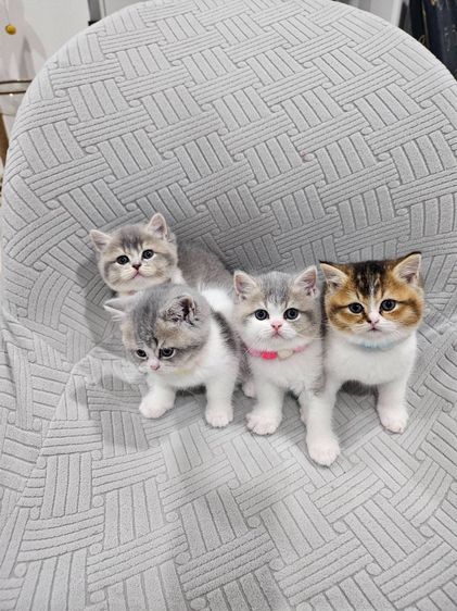 ขายแมวบริติส ราคาแบ่งเลี้ยง รูปที่ 4