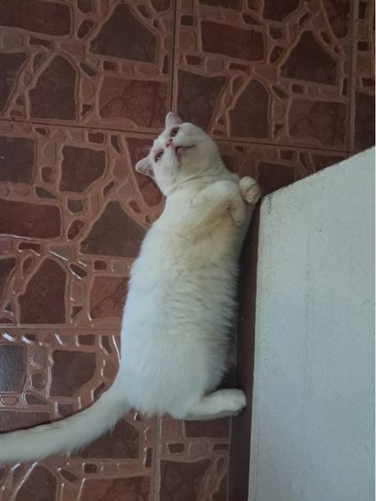 สก็อตติช โฟลด์ (Scottish Fold) สก๊อตติชชายสีขาว