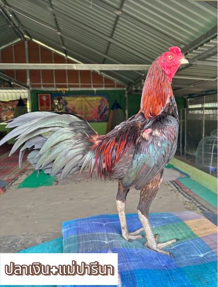 ไก่ชน รูปที่ 10