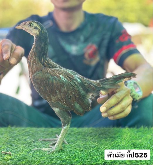 ไก่ชน รูปที่ 5