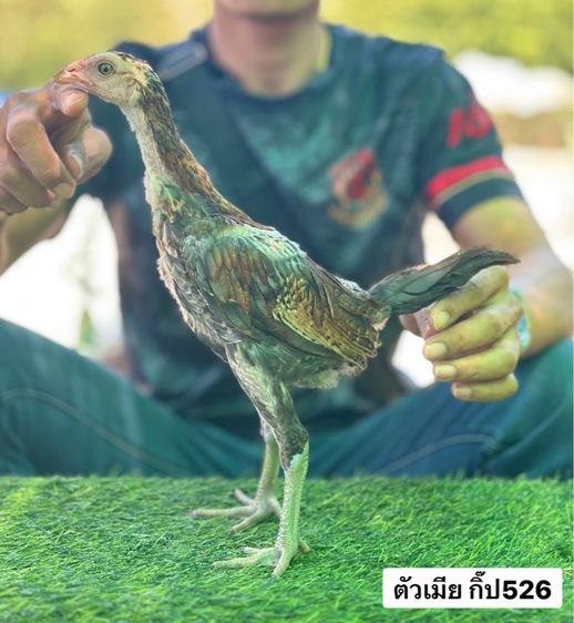 ไก่ชน รูปที่ 6