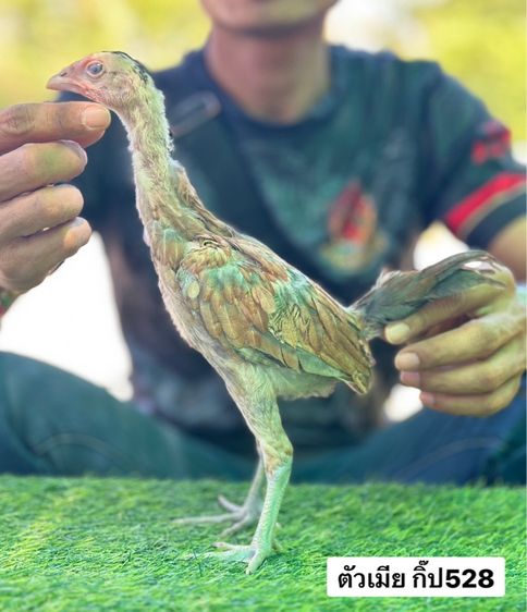 ไก่ชน รูปที่ 9