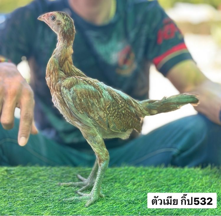 ไก่ชน รูปที่ 7
