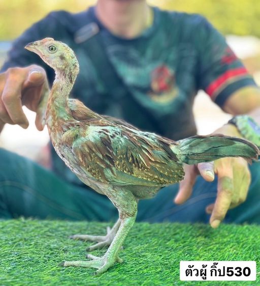 ไก่ชน รูปที่ 2