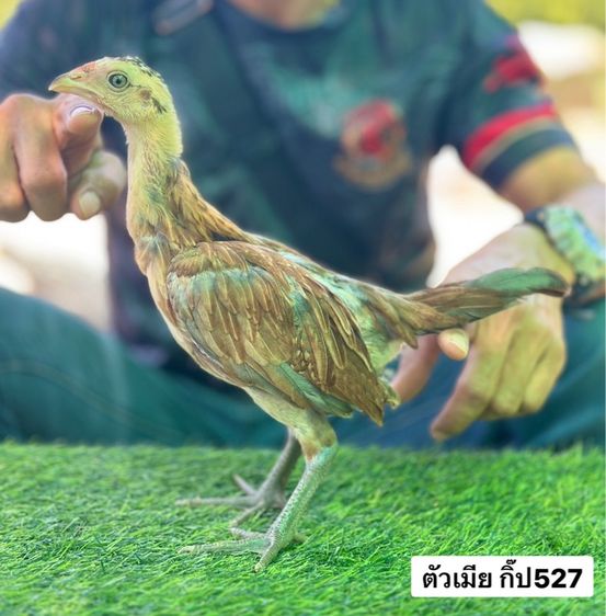 ไก่ชน รูปที่ 8