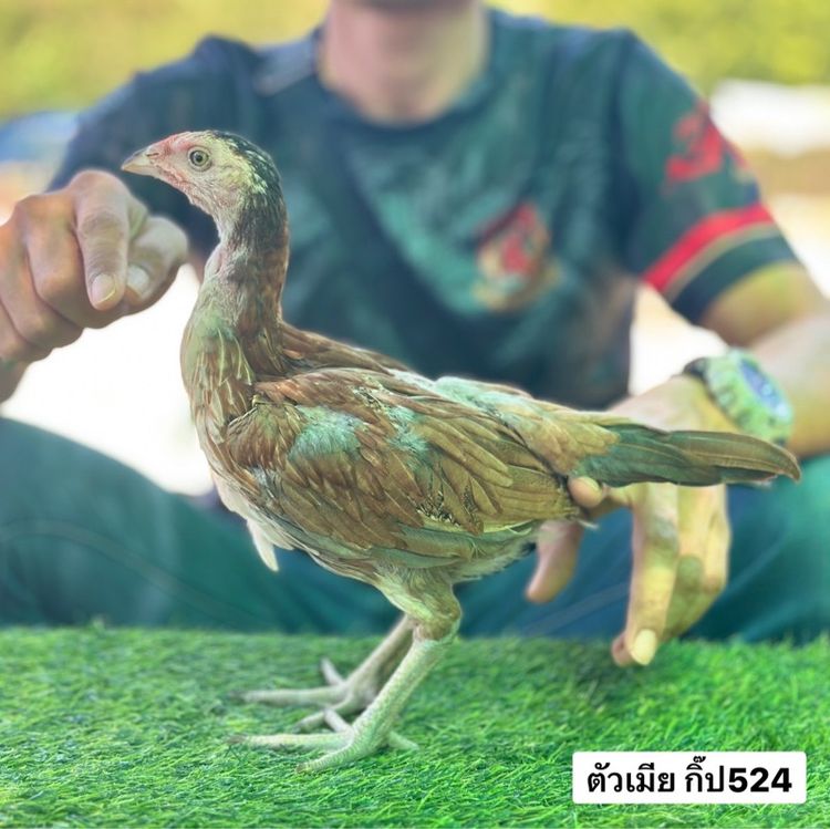 ไก่ชน รูปที่ 4