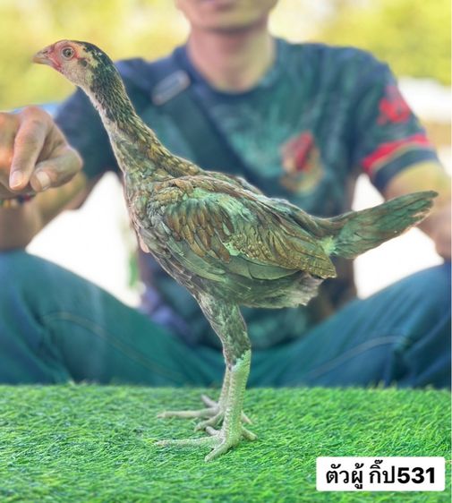 ไก่ชน รูปที่ 3