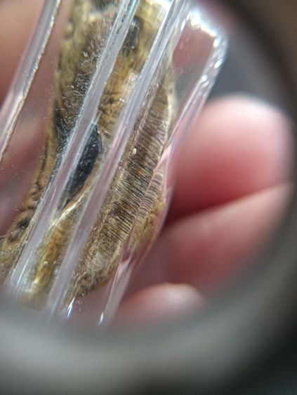 พระปิดตา 1 องค์ รูปที่ 10