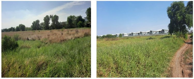 ขายที่ดิน 146 ไร่ ลำลูกกา คลอง 7 ติดถนน 4 เลน หน้ากว้าง 156 ม. ใกล้ Lotus DC และวงแหวนฯ รูปที่ 3