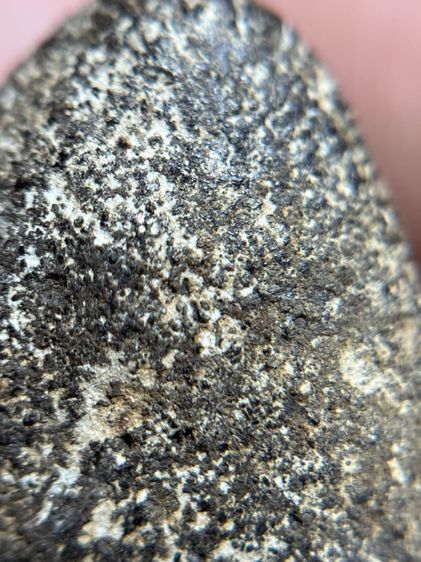 หลวงปู่ทวด เนื้อว่านพิมพ์ใหญ่ รูปที่ 11