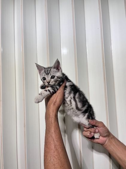 ขายแมวอเมริกันช๊อตแฺฮร์ รูปที่ 6