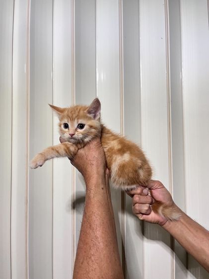 ขายแมวอเมริกันช๊อตแฺฮร์ รูปที่ 5