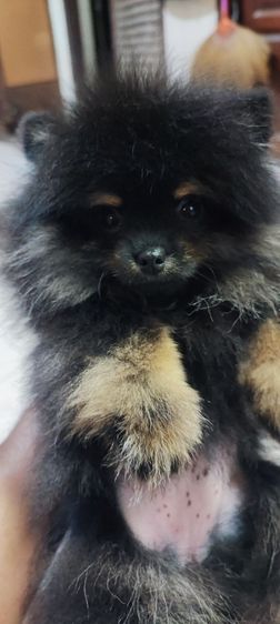 ปอมแบคแทนเมียหาบ้านด่วนครับ รูปที่ 2