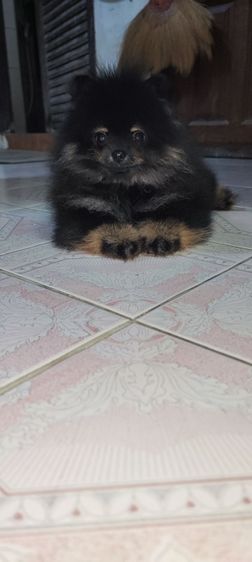 ปอมแบคแทนเมียหาบ้านด่วนครับ