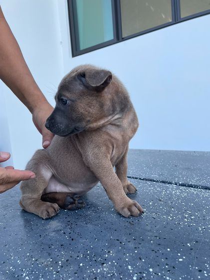 ลูกสุนัขไทยหลังอานแท้ รูปที่ 4