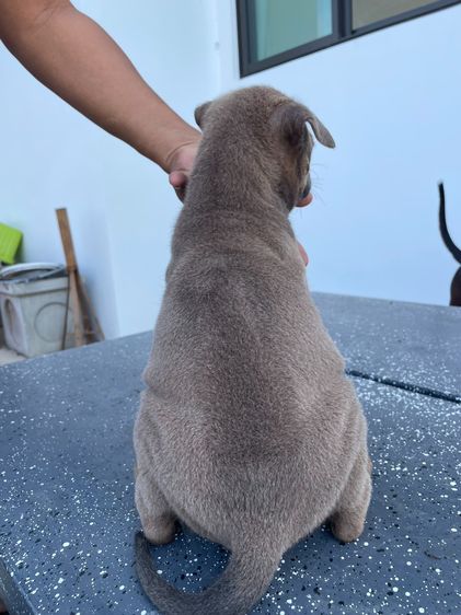 ลูกสุนัขไทยหลังอานแท้ รูปที่ 5