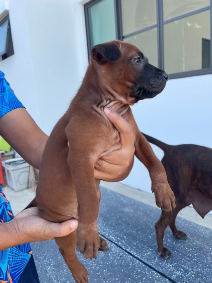 ลูกสุนัขไทยหลังอานแท้ รูปที่ 8