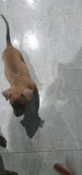 ลูกสุนัขไทยหลังอานแท้ รูปที่ 3