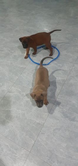 ลูกสุนัขไทยหลังอานแท้