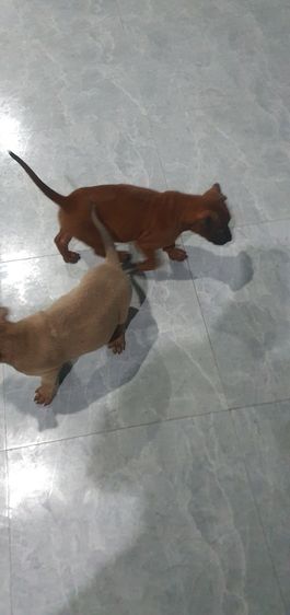 ลูกสุนัขไทยหลังอานแท้ รูปที่ 2