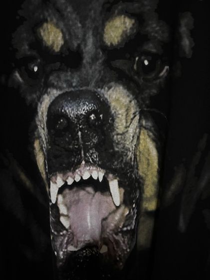 Givenchy Rottweiler รูปที่ 4