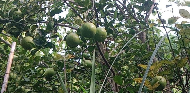 ขายที่ดินมีโฉนด  ครุฆแดง แถวแก่งกระจานเพชรบุรี