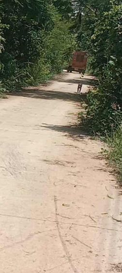 ใช่ ขายที่ดินมีโฉนด  ครุฆแดง แถวแก่งกระจานเพชรบุรี รูปที่ 2