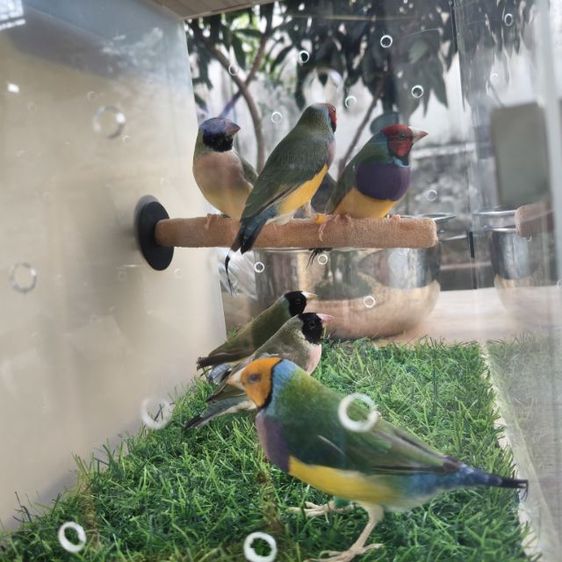 นกฟิ้นซ์ 7สี รูปที่ 3