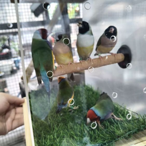 นกฟิ้นซ์ 7สี รูปที่ 5