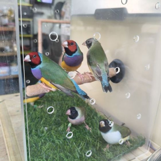 นกฟิ้นซ์ 7สี รูปที่ 4