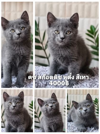 ดญ ดช  สก๊อตติช หูพับ หูตั้ง หลายตัวจ้า รูปที่ 2