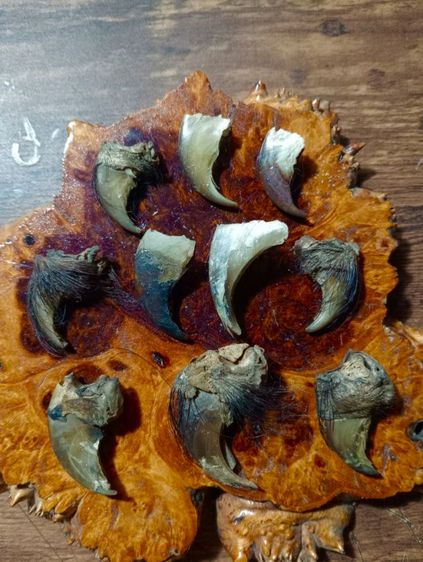 ของทลสิทธิ์เสริมอำนาจบารมี..ขายเหมา 10 ชิ้น.. เล็บแท้เดิมสภาพเยี่ยม รูปที่ 4