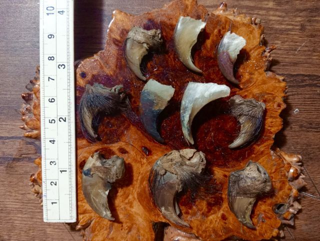 ของทลสิทธิ์เสริมอำนาจบารมี..ขายเหมา 10 ชิ้น.. เล็บแท้เดิมสภาพเยี่ยม รูปที่ 5