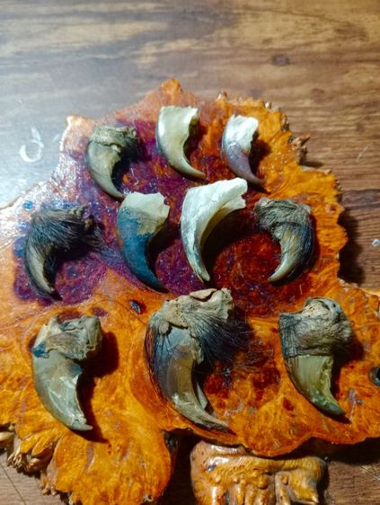 ของทลสิทธิ์เสริมอำนาจบารมี..ขายเหมา 10 ชิ้น.. เล็บแท้เดิมสภาพเยี่ยม