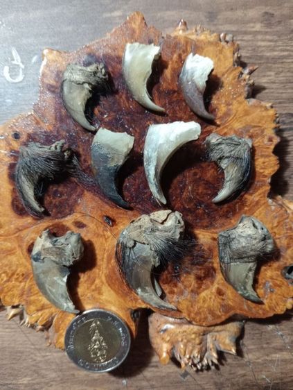 ของทลสิทธิ์เสริมอำนาจบารมี..ขายเหมา 10 ชิ้น.. เล็บแท้เดิมสภาพเยี่ยม รูปที่ 2