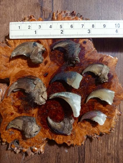 ของทลสิทธิ์เสริมอำนาจบารมี..ขายเหมา 10 ชิ้น.. เล็บแท้เดิมสภาพเยี่ยม รูปที่ 3