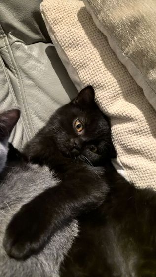 บริติชช็อทแฮร์แท้ๆ คละสี มีใบเพ็ดนอก  รูปที่ 4