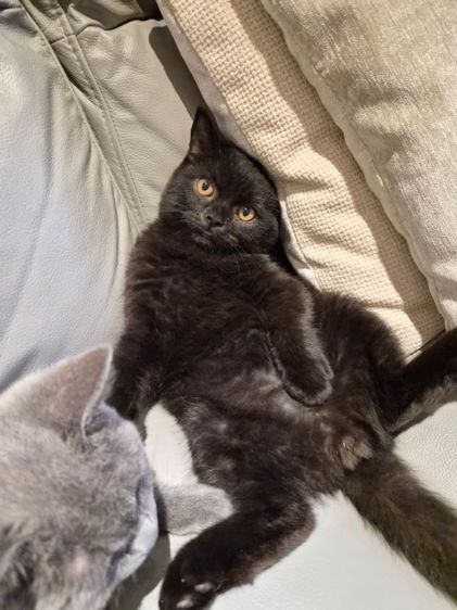 บริติชช็อทแฮร์แท้ๆ คละสี มีใบเพ็ดนอก  รูปที่ 5